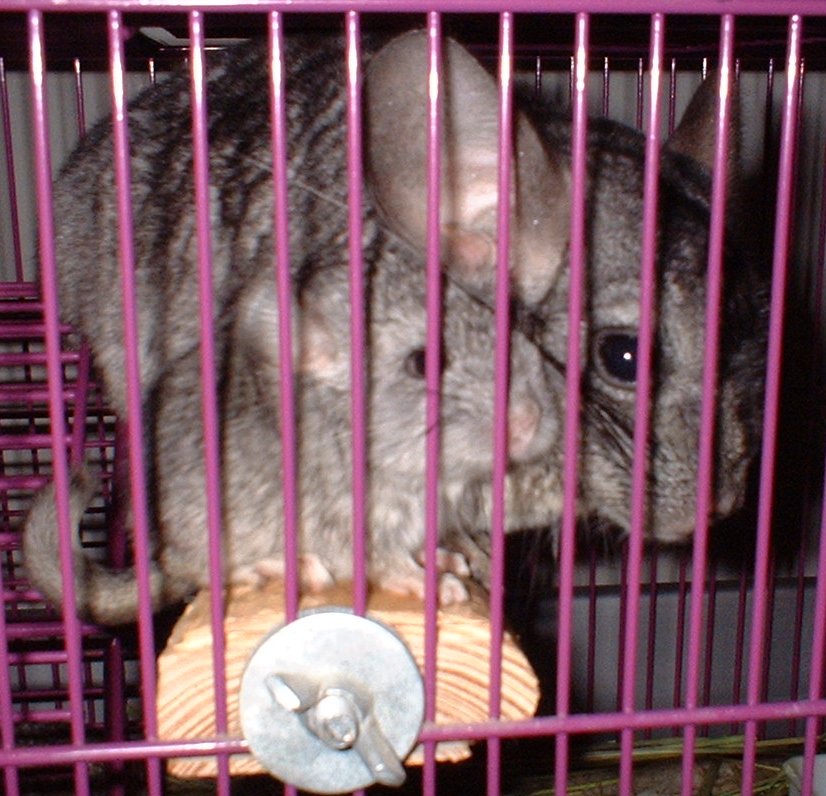 Chinchillas